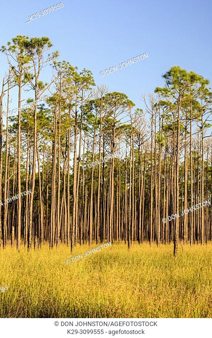 Pine trees at the edge of a marsh, Big Branch NWR, Boyscout Road, Lacombe, Louisiana, USA