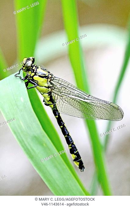 Emerging Common Clubtail, Gomphus vulgatissimus clings to marsh grass after emerging  eyes are still grey and not fully formed  Before first flight  Wings not...