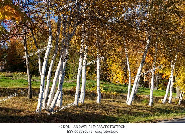 Rows of birch trees, Stowe Vermont, USA