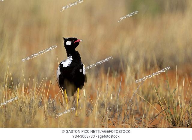 Northern black korhaan (Afrotis afraoides), also known as the white-quilled bustard, Kgalagadi Trasnfrontier Park, Kalahari desert, South Africa/Botswana