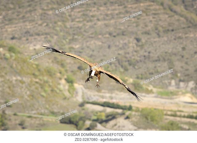 Griffon Vulture (Gyps fulvus) coming in to land on carcass in a rural area. Lleida province. Catalonia. Spain