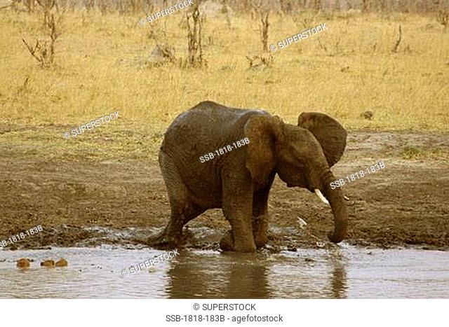 African elephant Loxodonta africana taking a mud bath at a waterhole, Hwange National Park, Zimbabwe