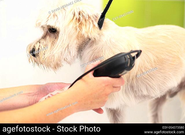 Female groomer trimming dog hair with clipper. Woman working in pet shop. Groomer trimming dog hair with clipper