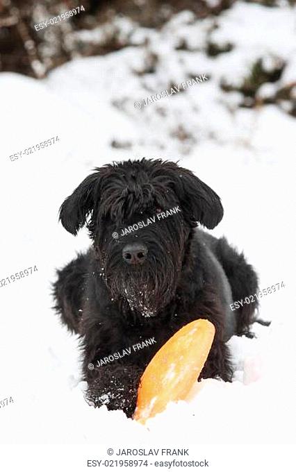 Big Black Schnauzer dog is plying with an orange frisbee