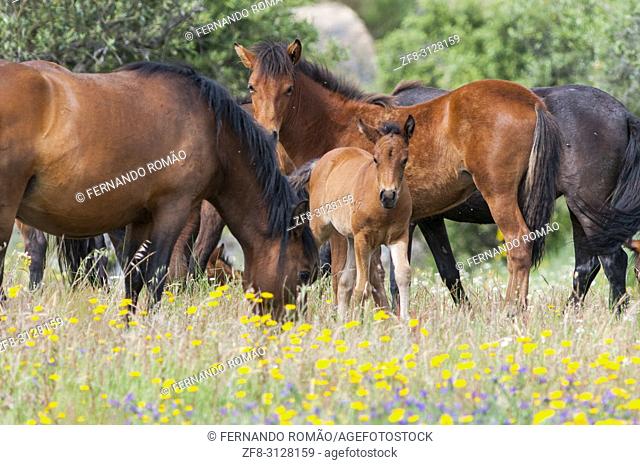 Garrano horses at Faia Brava Reserve, Portugal