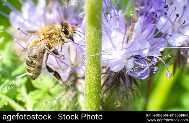 25 May 2020, Lower Saxony, Wunstorf: A bee sits on a flowering strip at the edge of a field. The state government of Lower Saxony has reached an agreement with...