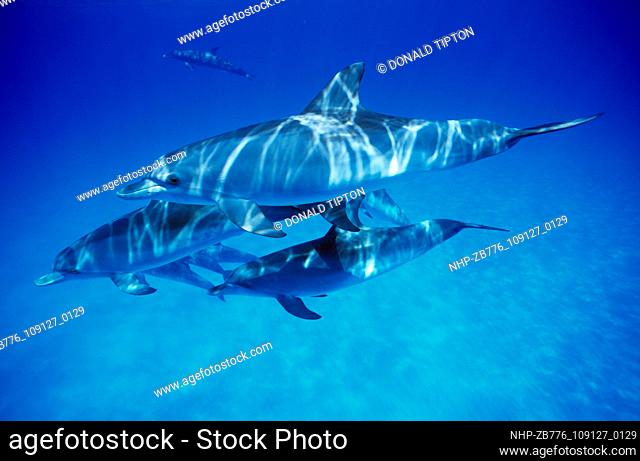 Three Atlantic Spotted Dolphins. Bahama Bank, Bahamas Date: 16/10/2003  Ref: ZB776-109127-0129  COMPULSORY CREDIT: Oceans Image/Photoshot