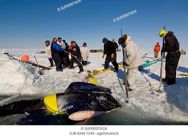 Inupiaq Subsistence Whalers Prepare to Haul in a Bowhead Whale Catch