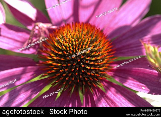 Schleswig, purple coneflower (Echinacea purpurea), also called red sun hat in a public flower bed in the city. Close up of the blood with the conical blood...
