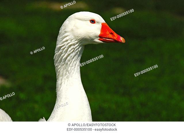 Diepholzer Goose on a farm