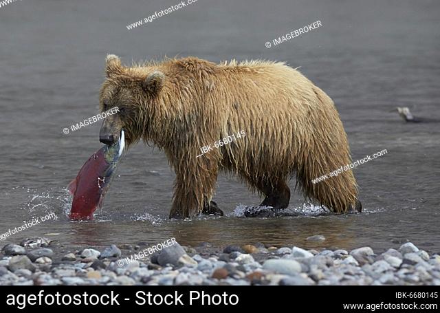 Kamchatka brown bear (Ursus arctos beringianus) with caught red salmon (Oncorhynchus nerka), Hakytsin River near Kurilskoye Lake, Kamchatka, Russia, Europe