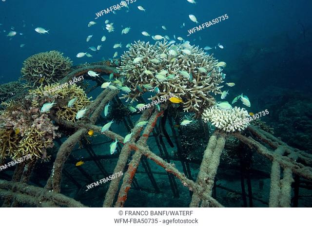 fishes attracted on the corals attached to the structure of bio-rock, method of enhancing the growth of corals and aquatic organisms, Pemuteran project