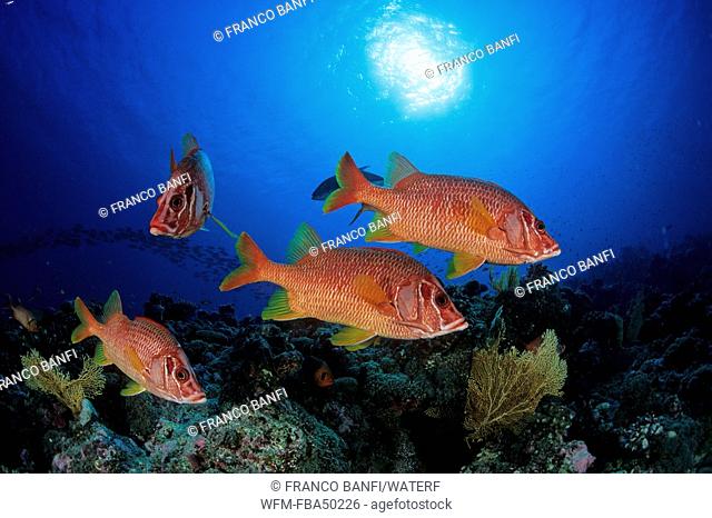 Giant squirrelfishes, Sargocentron spiniferum, Aldabra Atoll, Indian Ocean, Seychelles