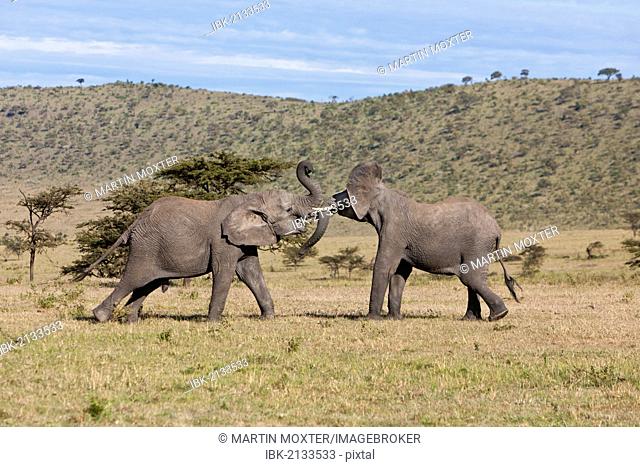 African Bush Elephant (Loxodonta africana), two young bulls fighting each other, Masai Mara National Reserve, Kenya, East Africa, Africa, PublicGround