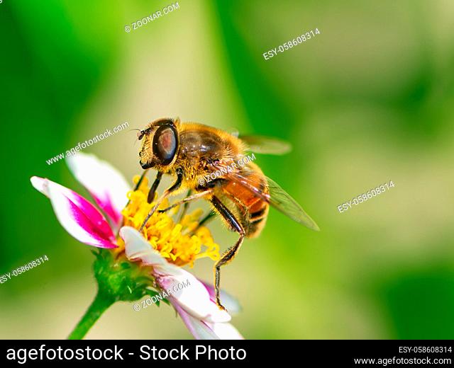 Macro of a bee pollinating on a flower blossom