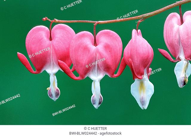 common bleeding heart Dicentra spectabilis, flowers