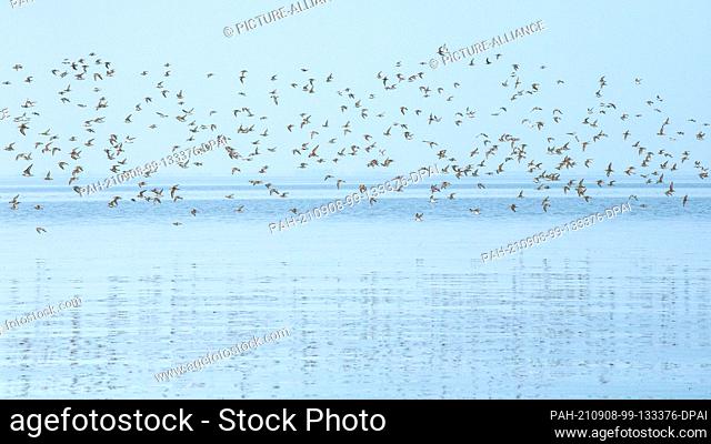 07 September 2021, Lower Saxony, Jade: Ringed plovers, dunlins and other migratory birds fly over the mudflats of the Jade Bay in the North Sea