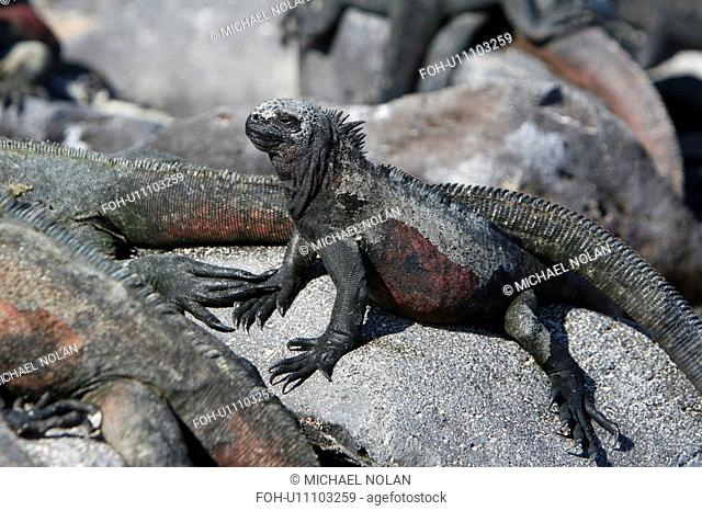 The endemic marine iguana Amblyrhynchus cristatus in the Galapagos Island Group, Ecuador. This is the only marine iguana in the world