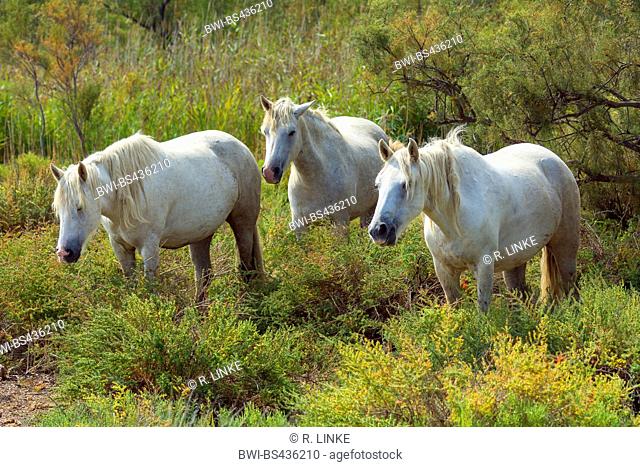 Camargue horse (Equus przewalskii f. caballus), Herd, France, Camargue, Provence, Languedoc Roussillon, Parc naturel regional de Camargue