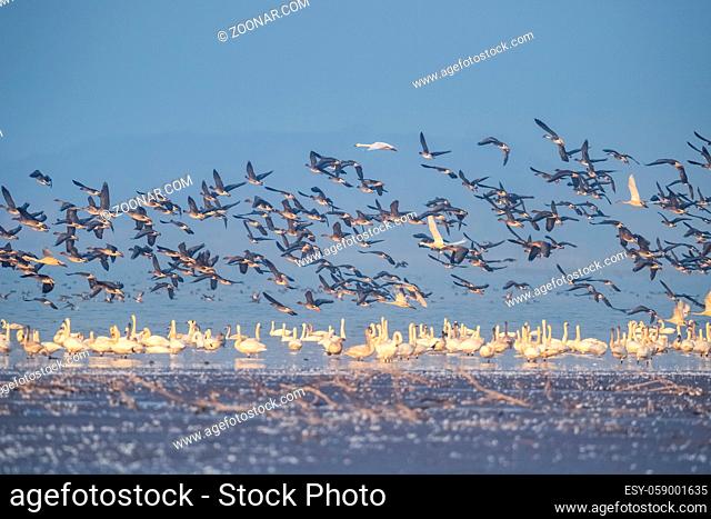 flock of migratory birds scene, jiangxi poyang lake national nature reserve, China