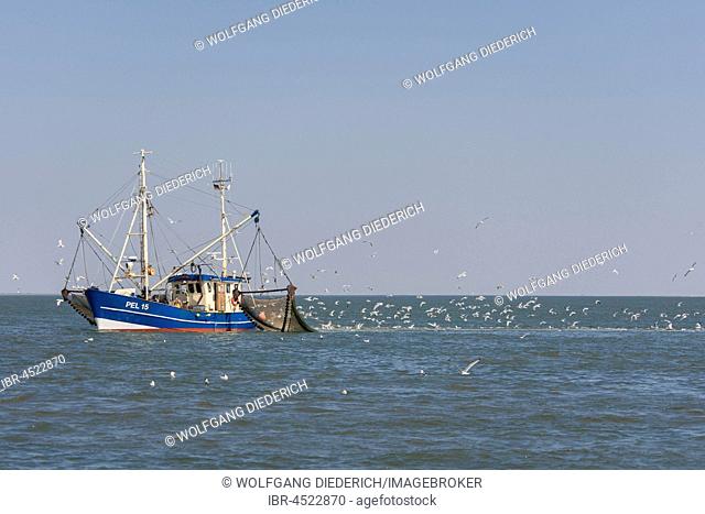 Fishcutter with casted nets at crabs catching, seagulls in tow, North Sea in front of island of Pellworm, North Frisia, Schleswig-Holstein, Germany