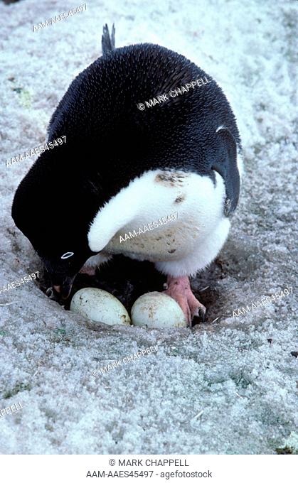Adelie Penguin Incubating Eggs (Pygosaelis adeliae) Anvers Island, Antarctica