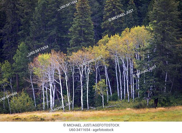 Aspen trees start to show their colors in early autumn in the mountains of Colorado