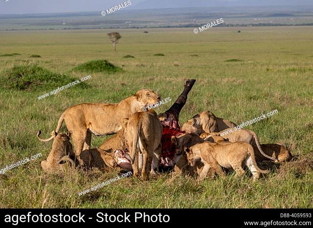Africa, East Africa, Kenya, Masai Mara National Reserve, National Park, Lioness (Panthera leo), in the savanna, attack of a female buffalo