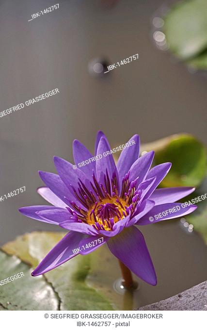 Water lily (Nymphaea colorata), violet, purple