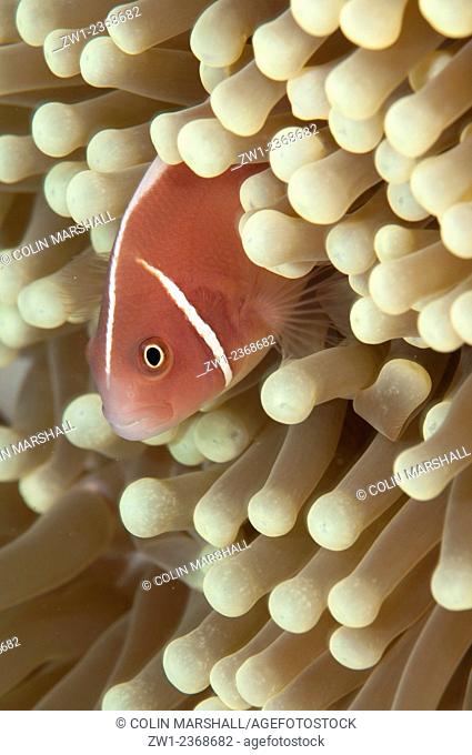 Pink Anemonefish (Amphiprion periderion) in Magnificent Sea Anemone (Heteractis magnifica) tentacles, Laha dive site, Ambon, Moluccas, Indonesia