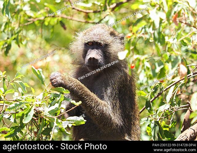 21 September 2022, Tanzania, Mto Wa Mbu: A baboon (papio) sits among green leaves on a tree in Lake Manyara National Park