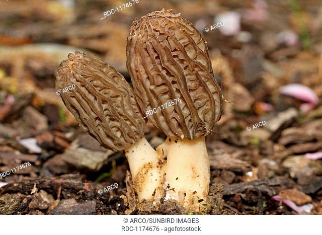 cone-shaped morel fungus