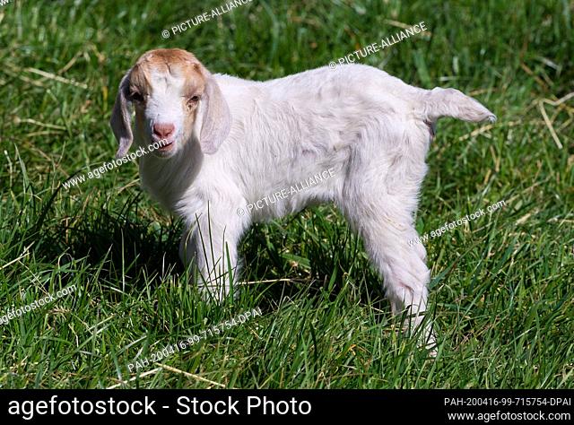 14 April 2020, Brandenburg, Doberlug-Kirchhain: A young goat stands bleating in the grass. Photo: Soeren Stache/dpa-Zentralbild/ZB