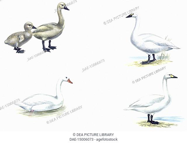 Zoology - Birds - Anseriformes - Anatidae - Small and young mute swan (Cygnus olor), Bewick's Swan (Cygnus columbianus) swans coscoroba (Coscoroba coscoroba)...