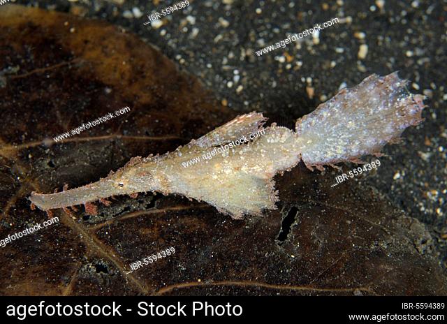 Roughsnout Ghostpipefish (Solenostomus paegnius) adult, swimming over black sand at night, Lembeh Straits, Sulawesi, Greater Sunda Islands, Indonesia, Asia