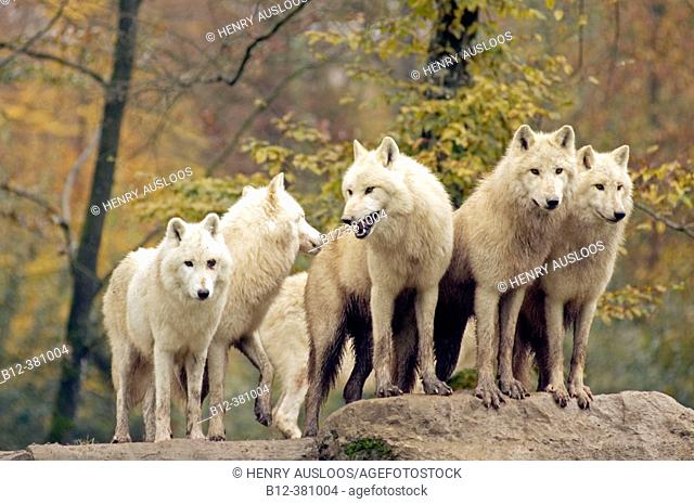 Arctic or Canadian wolf (Canis lupus arctos) in autumn