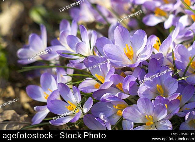 crocus flowers in the garden - spring flowers - close up