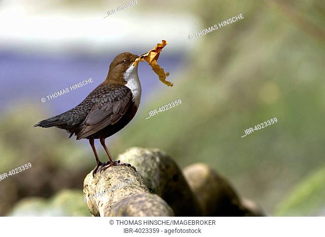 White-throated dipper (Cinclus cinclus), with nesting material, Harz Nature Park, Saxony-Anhalt, Germany