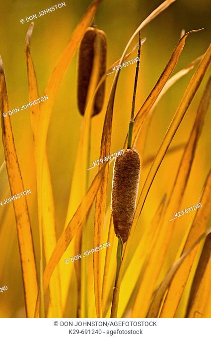 Yellowing cattail leaves in late summer