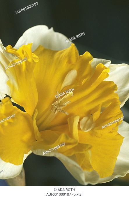 Narcissus - a yellow petticoat - attraction is the name of the game