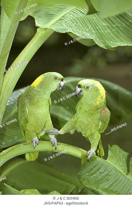 Yellow naped Amazon , Amazona auropalliata , South America , adult couple , pair , social behaviour