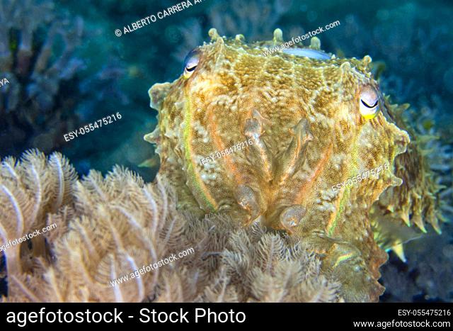 Cuttlefish, Broaoclub Cuttlefish, Sepia latimanus, Lembeh, North Sulawesi, Indonesia, Asia