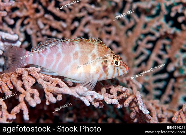 Spotted hawkfish (Cirrhitichthys aprinus) adult, resting on coral fan, Horseshoe Bay, Nusa Kode, Rinca Island, Komodo N. P