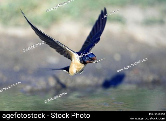 Barn swallow (Hirundo rustica) with nesting material, swallow, swallows, Bulgaria, Europe
