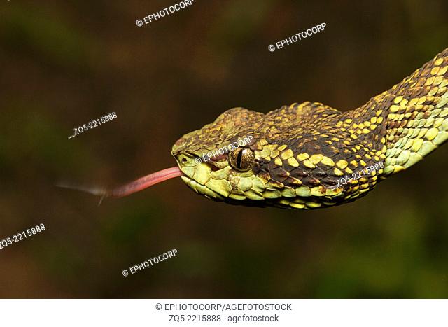 Malabar pit viper, Trimeresrus malabaricus, Common, Wilderness, Goa