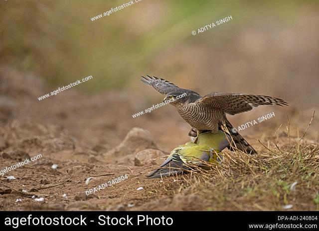 Female Eurasian sparrowhawk Accipiter nisus attacking a Yellow Footed Green pigeon on a forest track in Ranthambhore national park, India