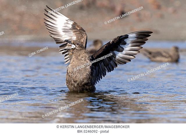 South Polar Skua (Stercorarius maccormicki), showing white wing patches, aggressive behavior, a gesture of intimidation, Whalers Bay, Deception Island