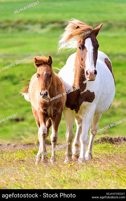 Icelandic Horse. Pinto mare with chestnut foal walking on a pasture. Iceland