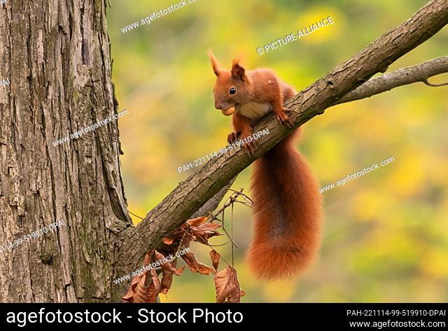 31 October 2022, Berlin: 31.10.2022, Berlin. A squirrel (Sciurus vulgaris) sits on the branch of a tree in the Botanical Garden and holds a nut between its...
