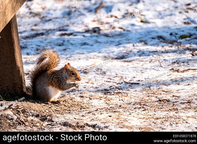 Grey Squirrel (Sciurus carolinensis) eating seeds in the snow